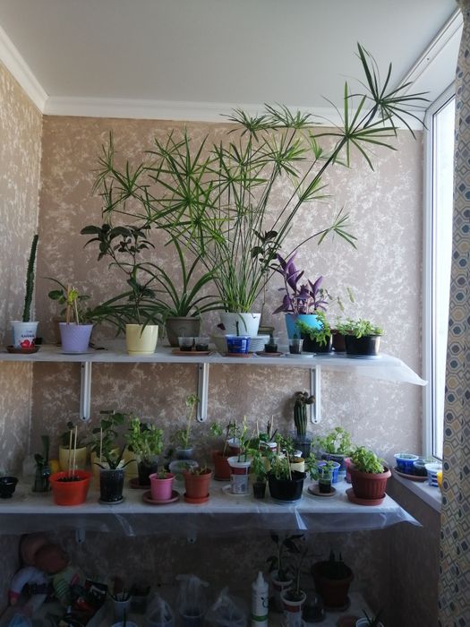 Циперус (болотная пальма )