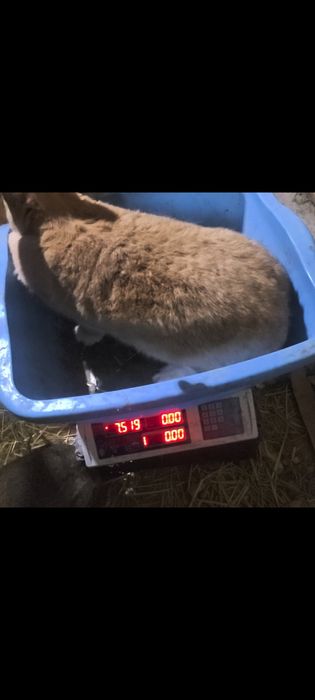 Tozza velikan bollariga zakaz olaman