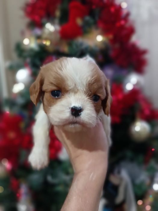 Резерв на щенков кавалера