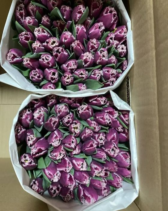 Голландские тюльпаны