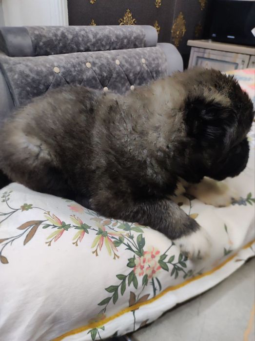 Щенки кавказской овчарки