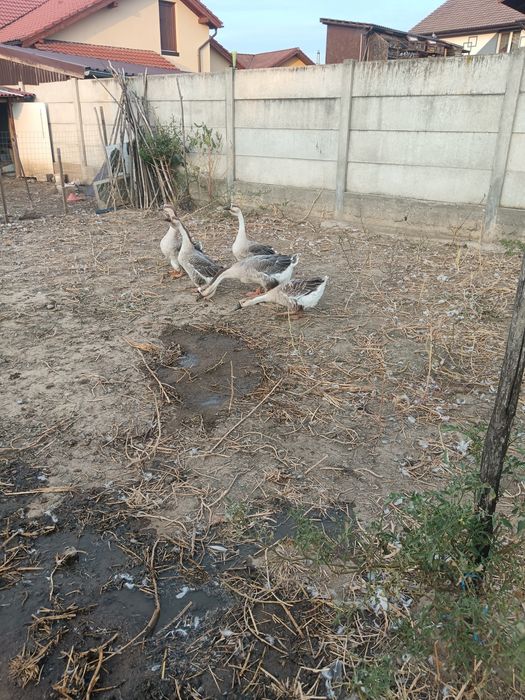 Gâște.   Africane