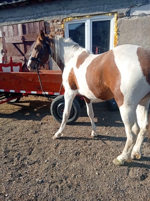 Harmasar pinto pentru monta