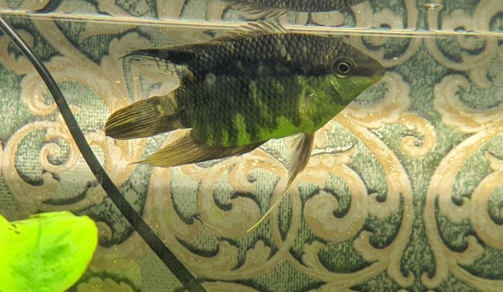 Цихлида Мезонаута, аквариумная рыбка.