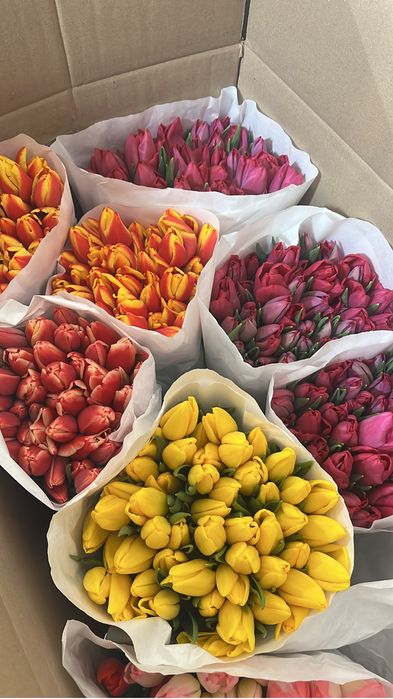 Тюльпаны оптом и в розницу