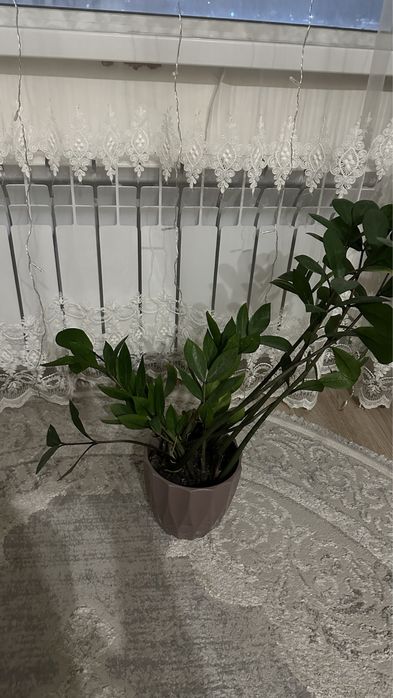 Долларовое дерево