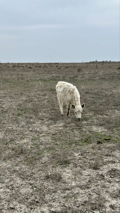 Коровы дойные с телятами