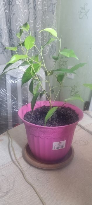 Продаю  фикус бенжамина