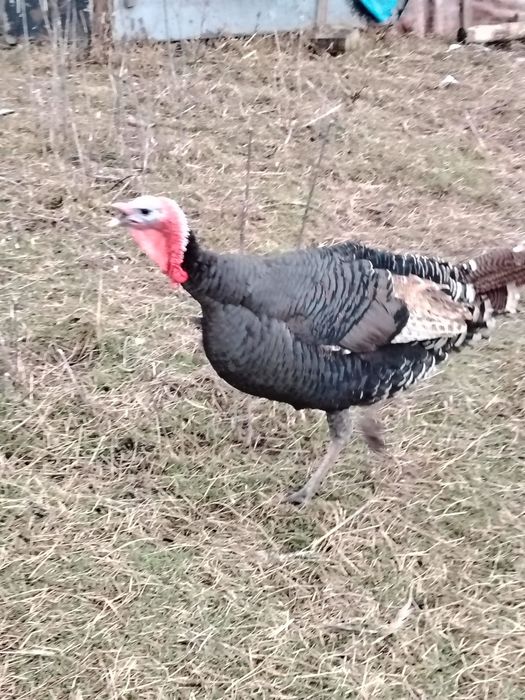 Vând sau schimb curcan tânăr