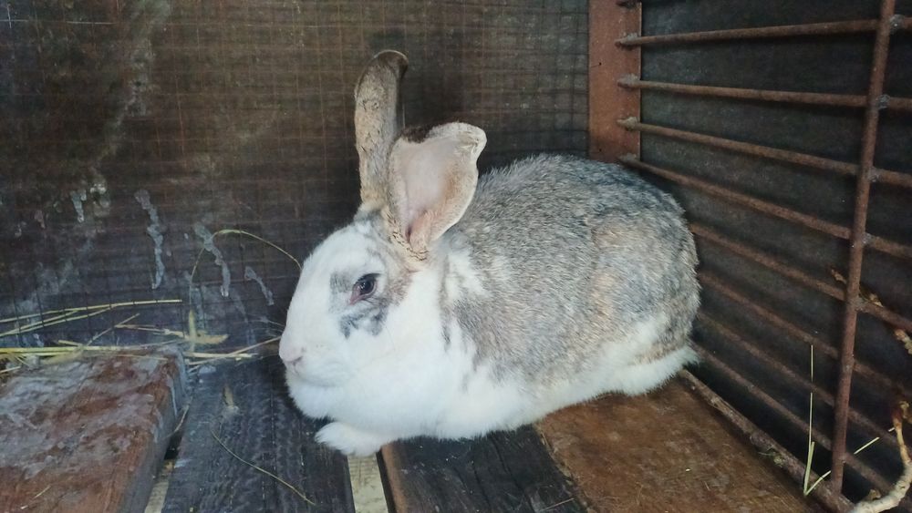 Продам кролиху микс