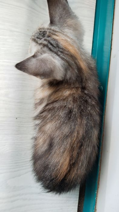 Отдам котенка, девочку