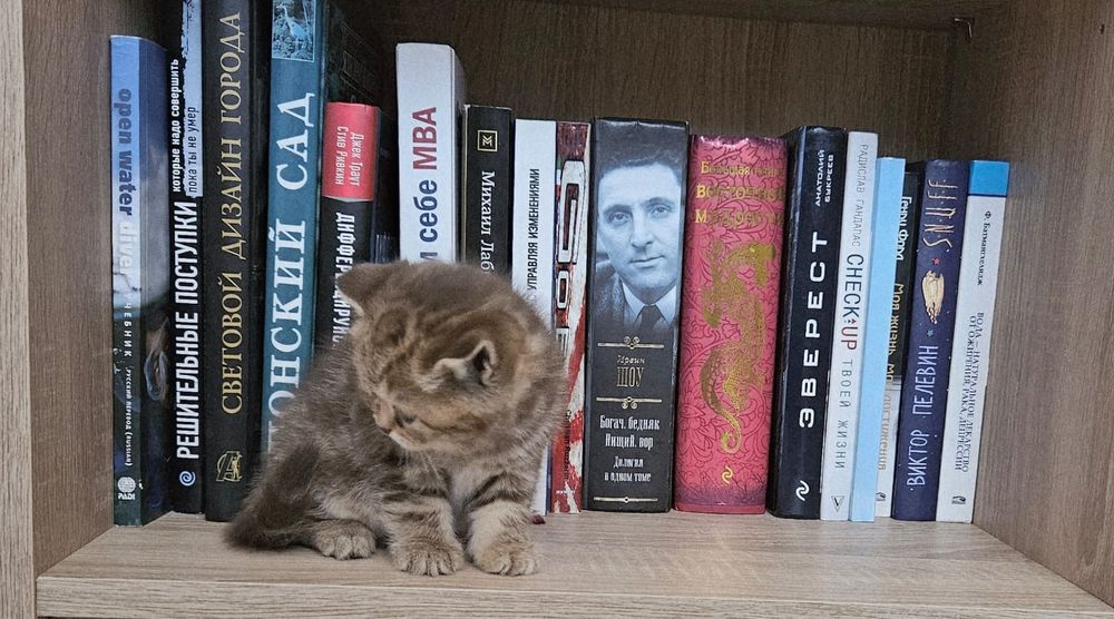 Котёнок Шотландский девочка