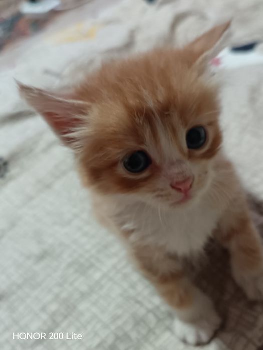 Кошка 3месец бесплатно
