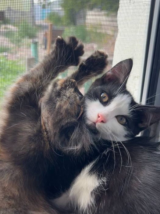 Котенок мальчик бесплатно