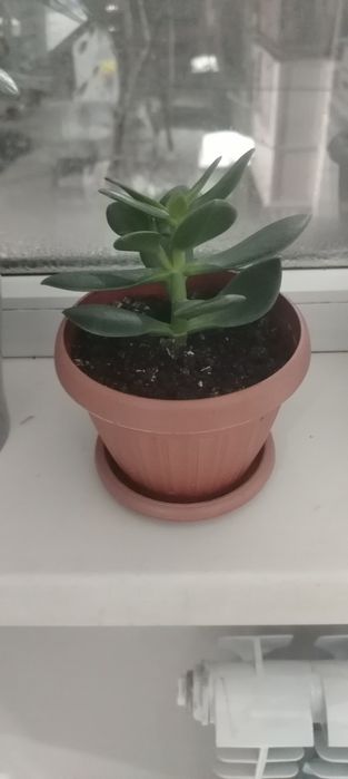 Продам денежное дерево