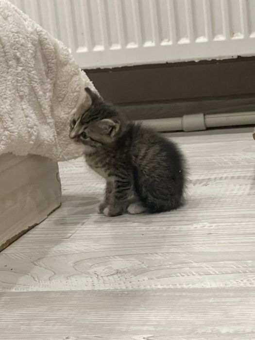 Котета чинчилааа