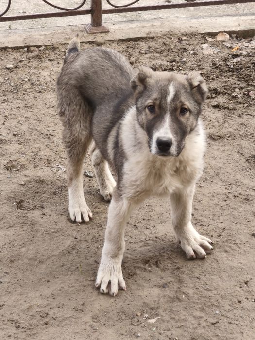 Собаки. Животные