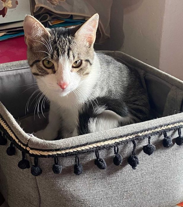 Adoptie pui de pisica Misulicii