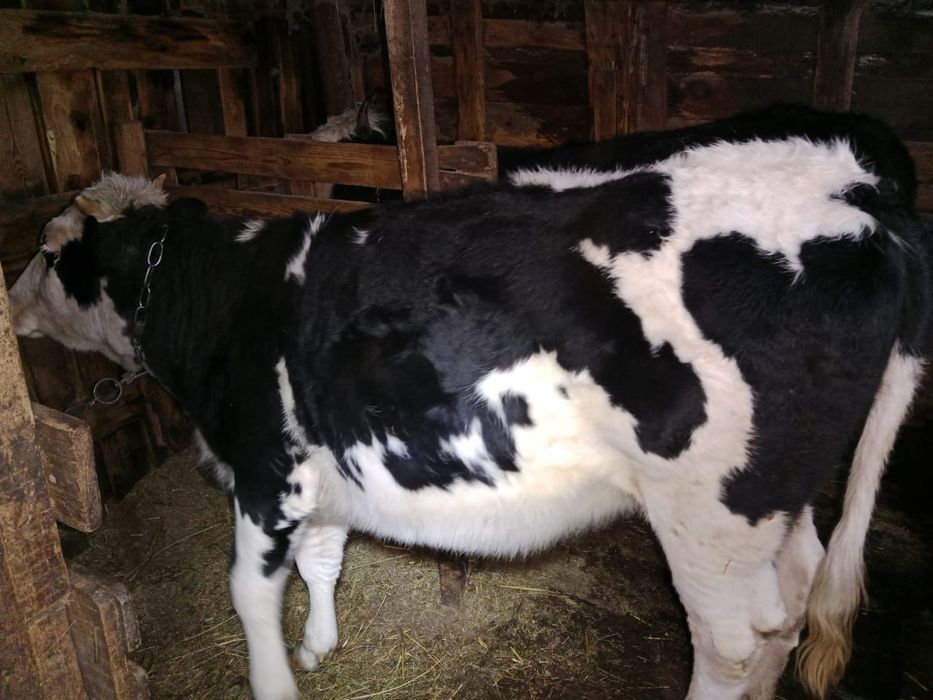 Продажа молочных телок