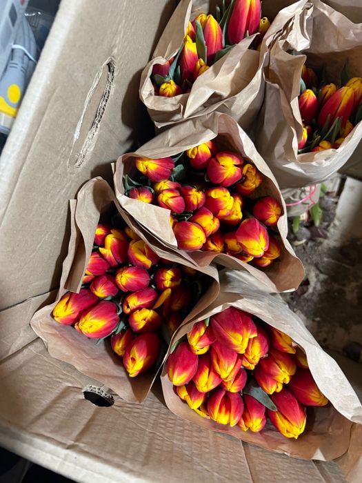 Тюльпаны по выгодной цене