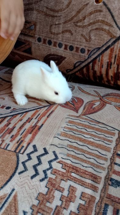 Кролик декаративныи