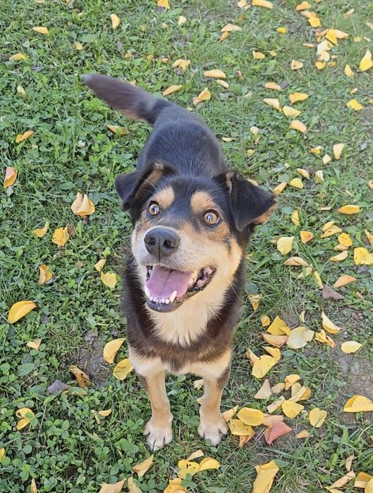 Piciu isi cauta Familia!