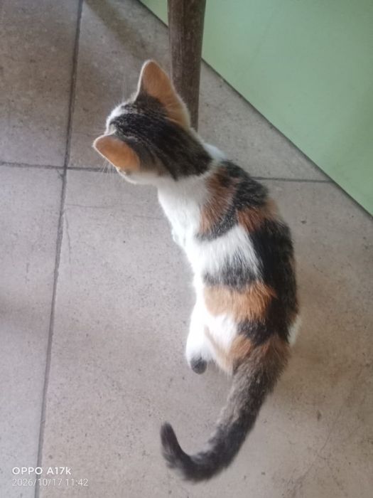 Отдам котят в хорошие руки