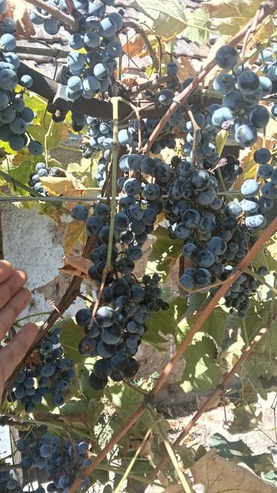 Vând struguri pentru vin