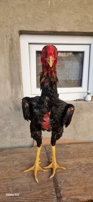 Дакан корпусник линия