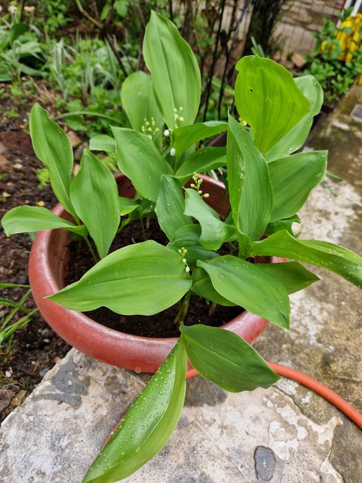 Puieti de tuia diferite marimi,smochin,tufa de coacaze,lacramioare