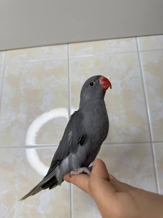 Ручной ожереловый попугай