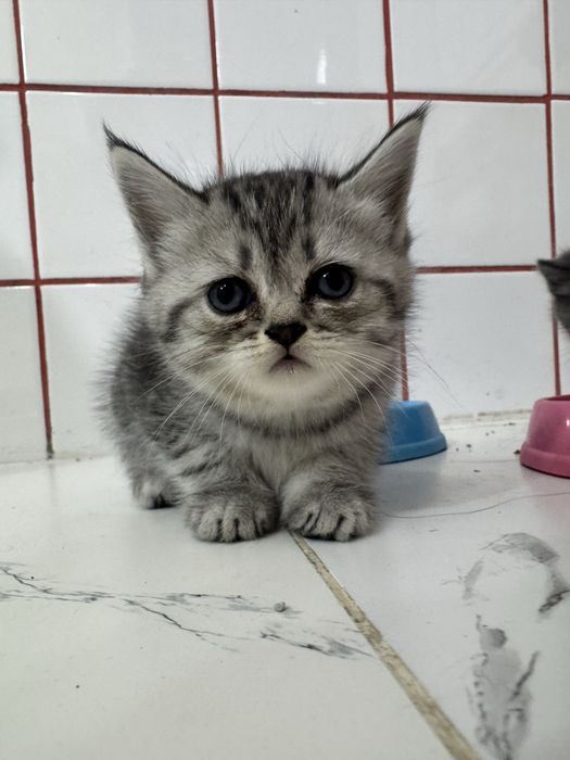 Британские котята