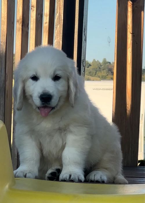 Femela Golden retriever