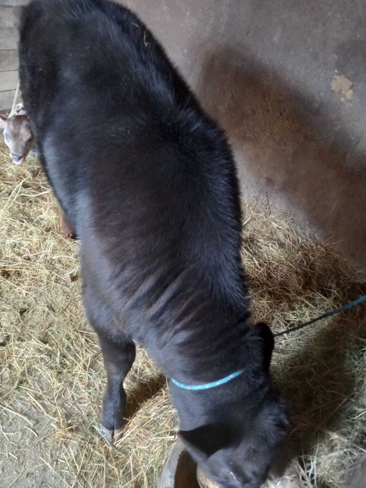 Vițel Angus de vânzare