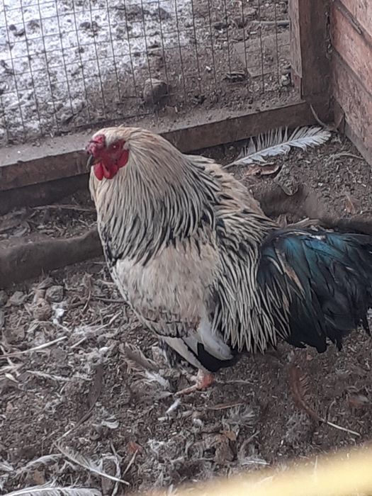 Петух домашний петропавловский