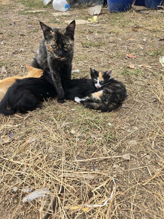 Подаряват се малки котета