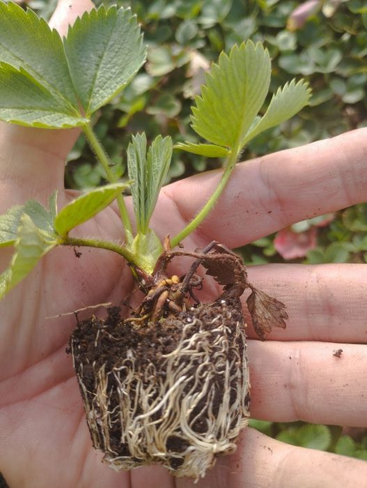 Разсад Ягоди пикиран