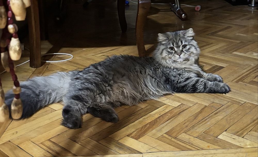 Продается скоттиш страйт