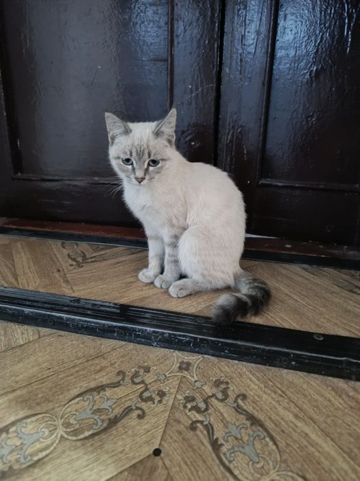 сиамские котята  красивые