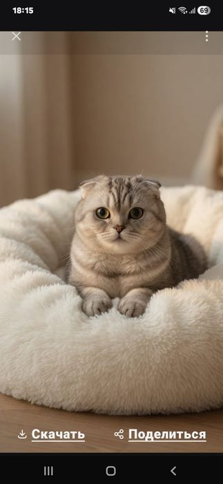 Шотландская  красотка ,виСлоУхаЯ