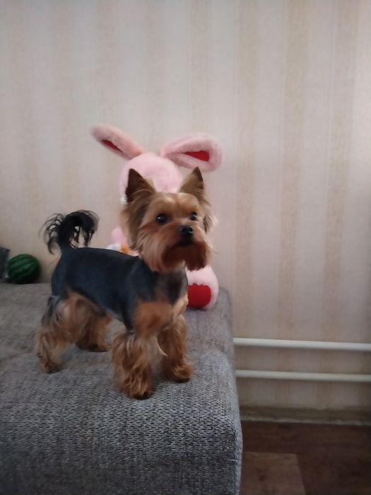 Мальчик Йорк ищет подругу для вязки