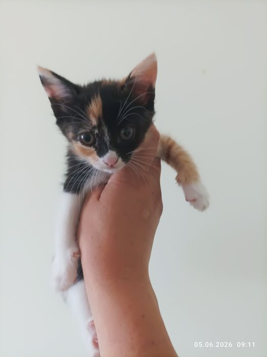 Мушук Британский скотч фолд.киз бола