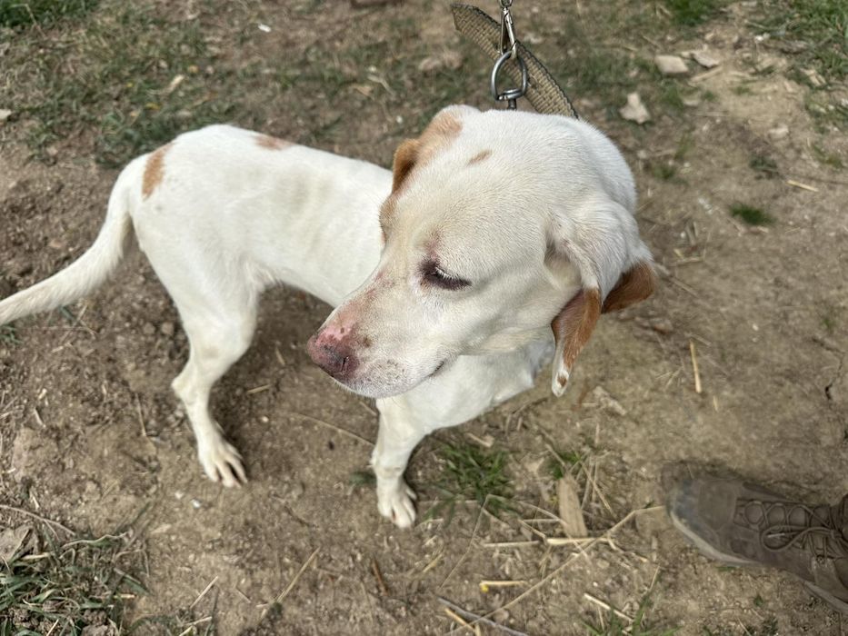 Продавам Истърско гонче