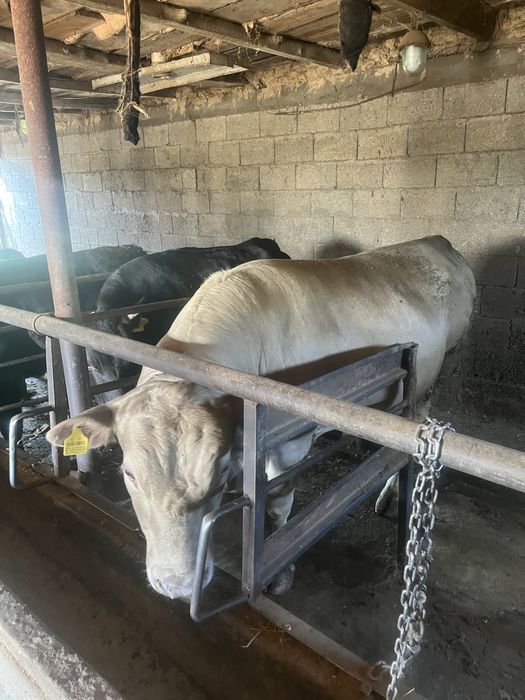 Байланган букалар сатам
