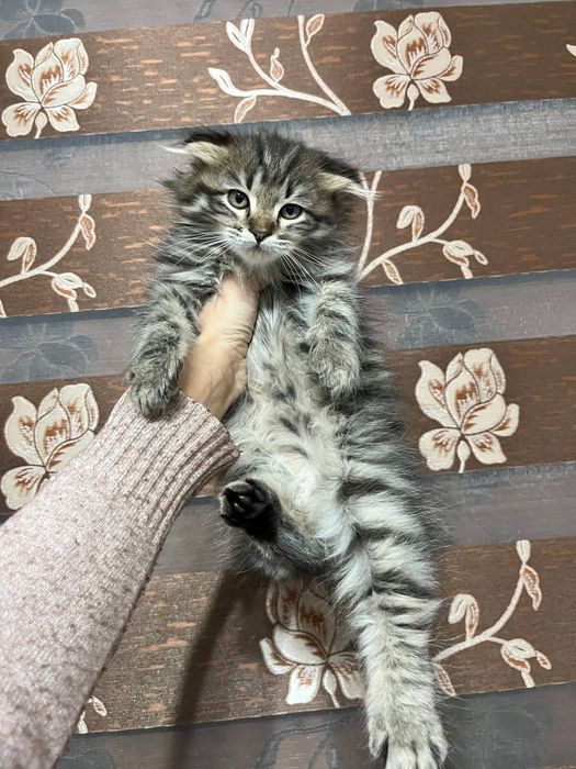 Чиройли мушук боласи сотилади жинси угил