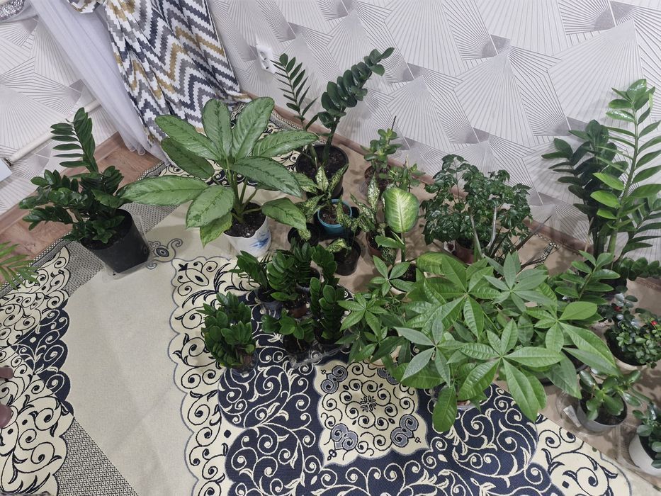 Домашние цветы из разных сортов