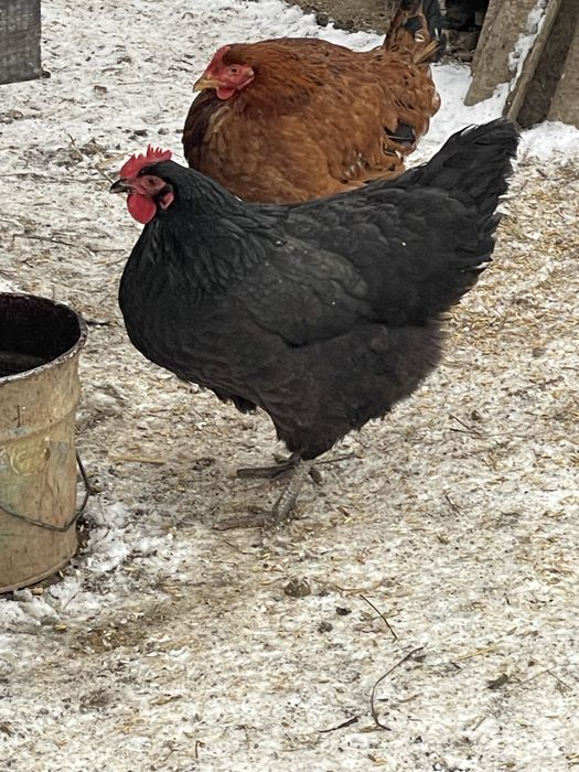 Vand schimb puicute din 2025