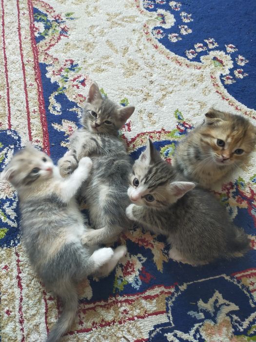 Отдам котят в добрые руки