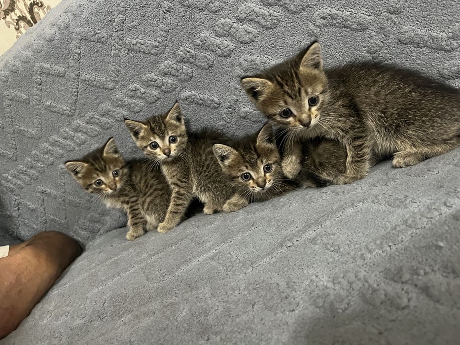 Дарю котят бесплатно в добрые руки