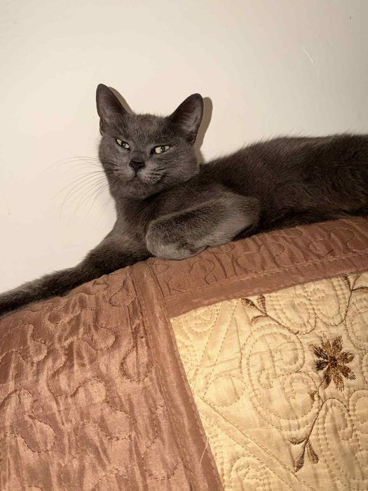 Dau spre adoptie pisica are 3 ani